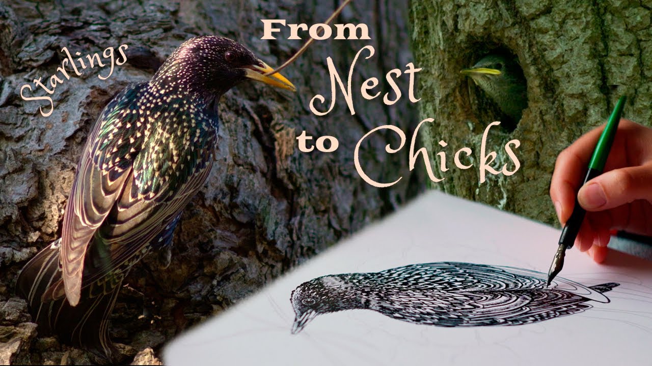 Birdwatching & Art - Starlings Build Their Perfect Nest While I Draw Their Story