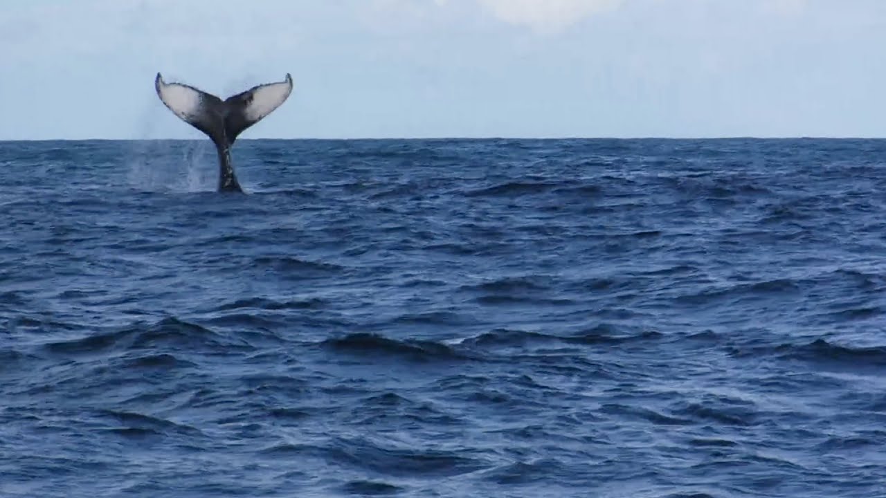 Episode 9: Humpback Whales in Samaná Bay | Dominican Republic | Sailing Baby Blue Season 2