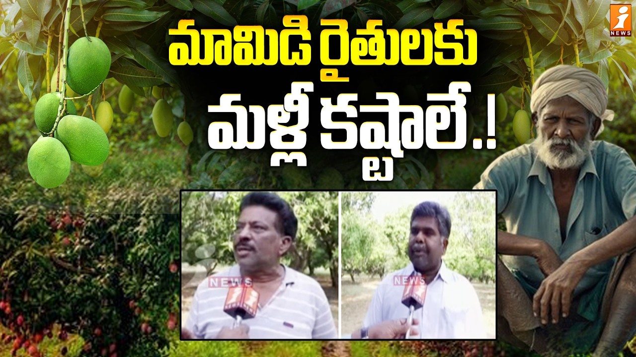 మామిడి రైతులకు..మళ్లీ కష్టాలే.! | Mango Farmers Troubles At Veeraballi | Kadapa Dist | iNews