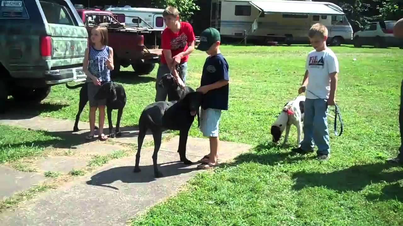 2010 UKC National Plott Hound Days | United Kennel Club