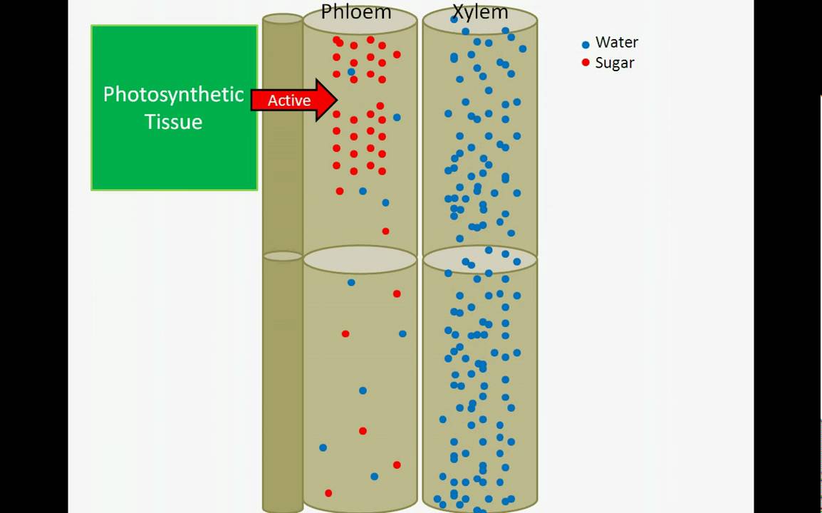 Sugar Transport: Pressure Flow Hypothesis
