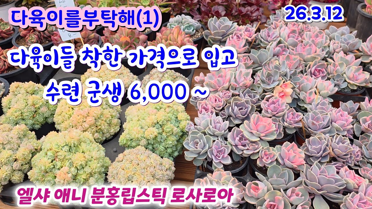 다육이를부탁해(1) 예쁜 다육이들 착한 가격 수련 군생 6,000 ~