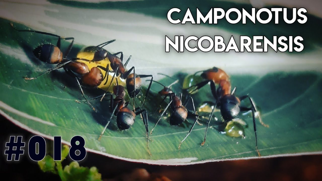 Camponotus nicobarensis #018 || Ein kleines Update zur Kolonie #ants #ameisen #antkeeping