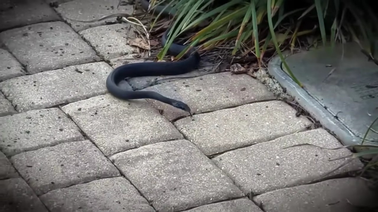 UMA COBRA GIGANTE APARECEU na NOSSA CASA! QUEM VAI SALVAR a NOSSA FAMÍLIA? Pai Também Vloga