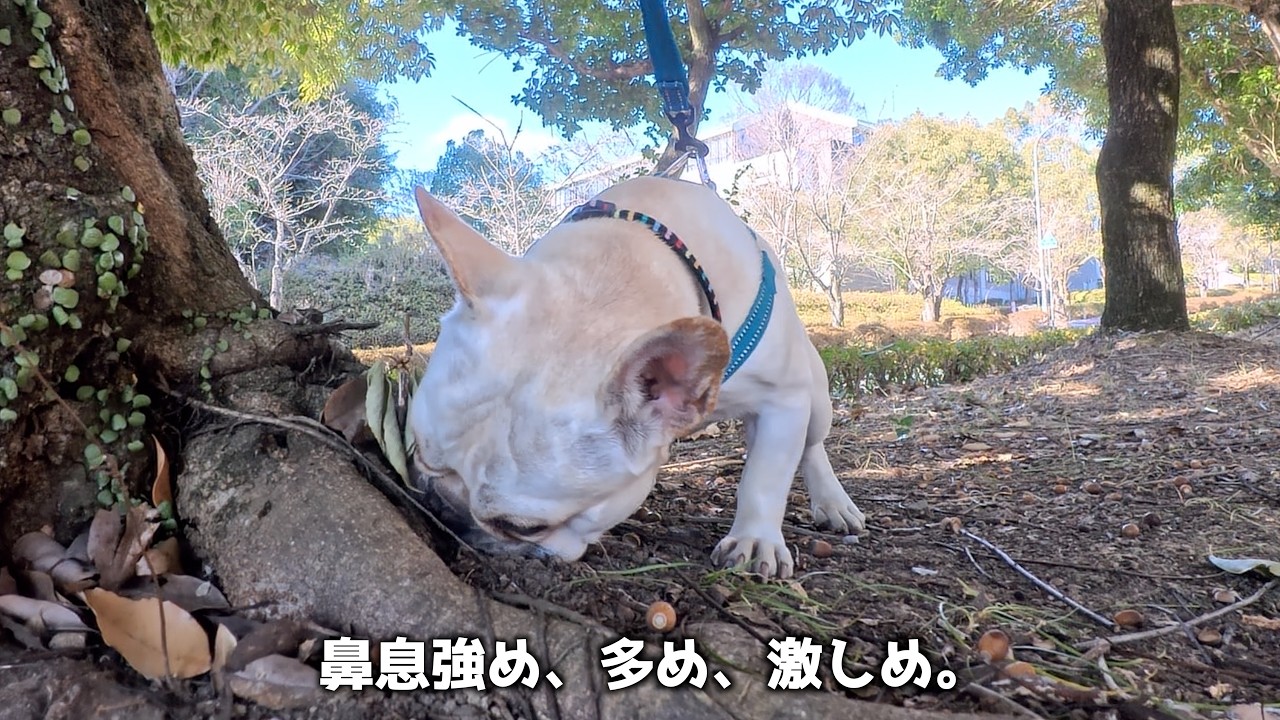 フレブルと公園散歩に行ったらやる気がスゴすぎて鼻息が激しすぎる。