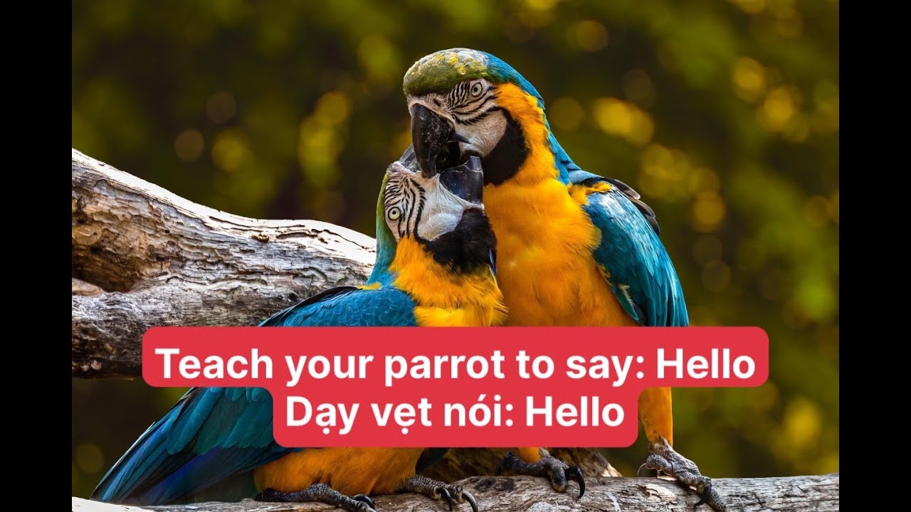 Dạy vẹt nói hello - teach your parrot to say hello