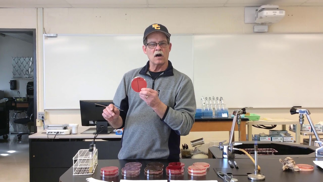 BIO 206 Lab 8 Selective and Differential Media