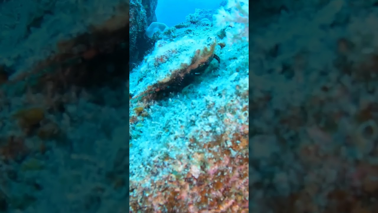 Strange unidentified critter in a spider conch