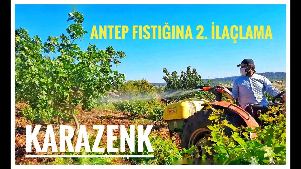 ANTEP FISTIĞINA 2.İLAÇ (KARA ZENK,YAPRAK PİSİLASI ve YAPRAK GÜBRESİ)