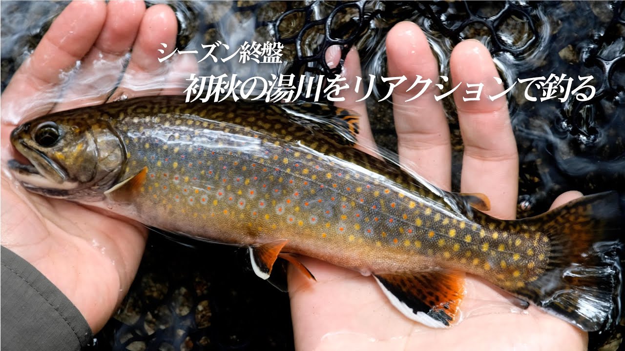 シーズン終盤・初秋の湯川をリアクションで釣る / ブルックトラウト / 奥日光