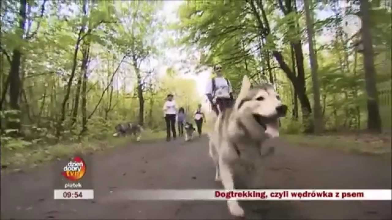 Polska Liga DogTrekkingu - Czym jest DogTrekking
