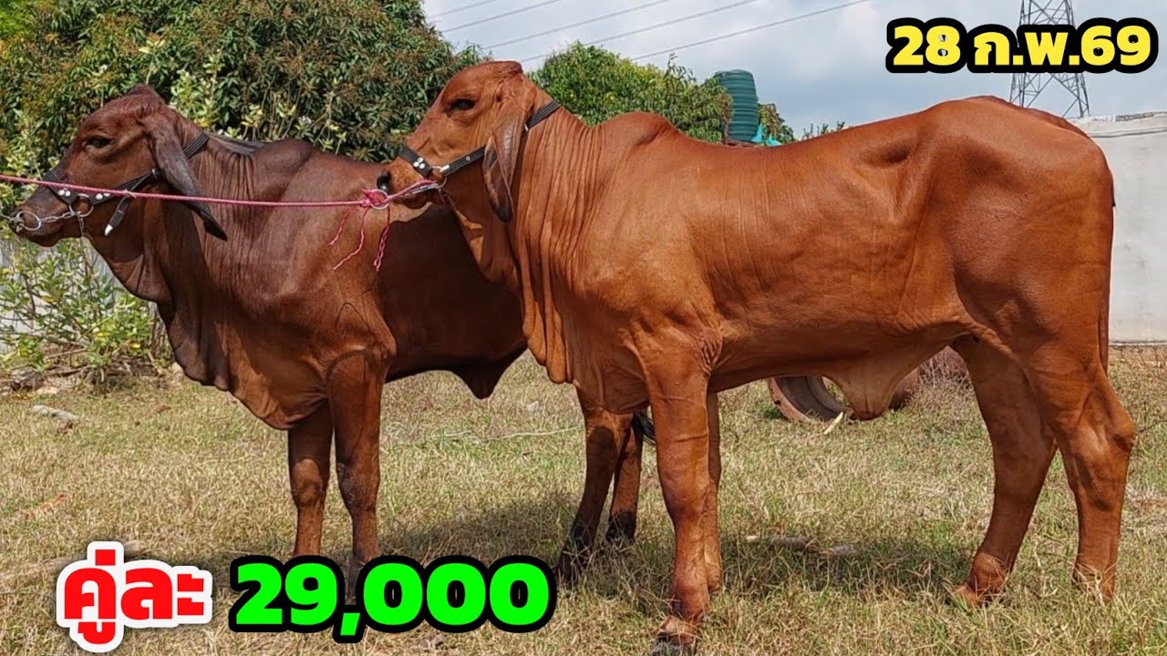 ใครช้าเสียดายแน่‼️วัวงามคู่ละ 29,000 ต่อได้ ส่งฟรีทั่วอีสาน อนาคตพ่อพันสีแดงเข้ม 28 ก.พ.69