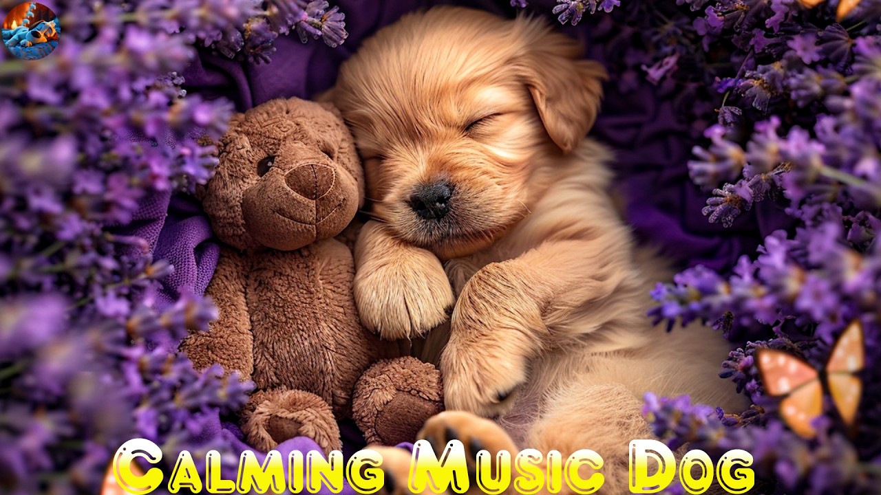 12 Hours Deep Relaxation for Dogs🐶💖Calming Music for Dogs 🎶 Dog Sleep Music for Separation Anxiety 🎍