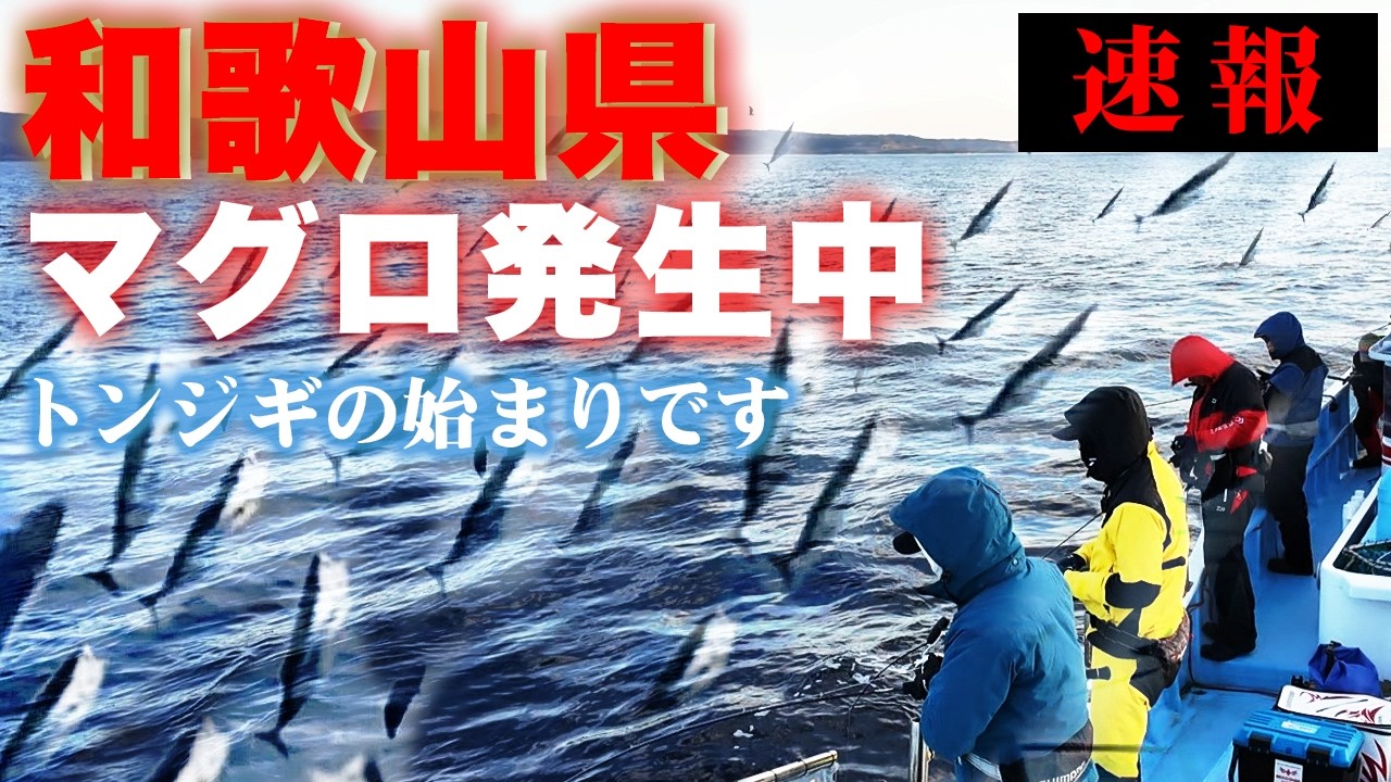 【緊急速報】マグロが大量発生中！！ルアーで狙うトンジギを徹底解説！！関西で爆釣中、和歌山の最新釣果情報をお届けします！