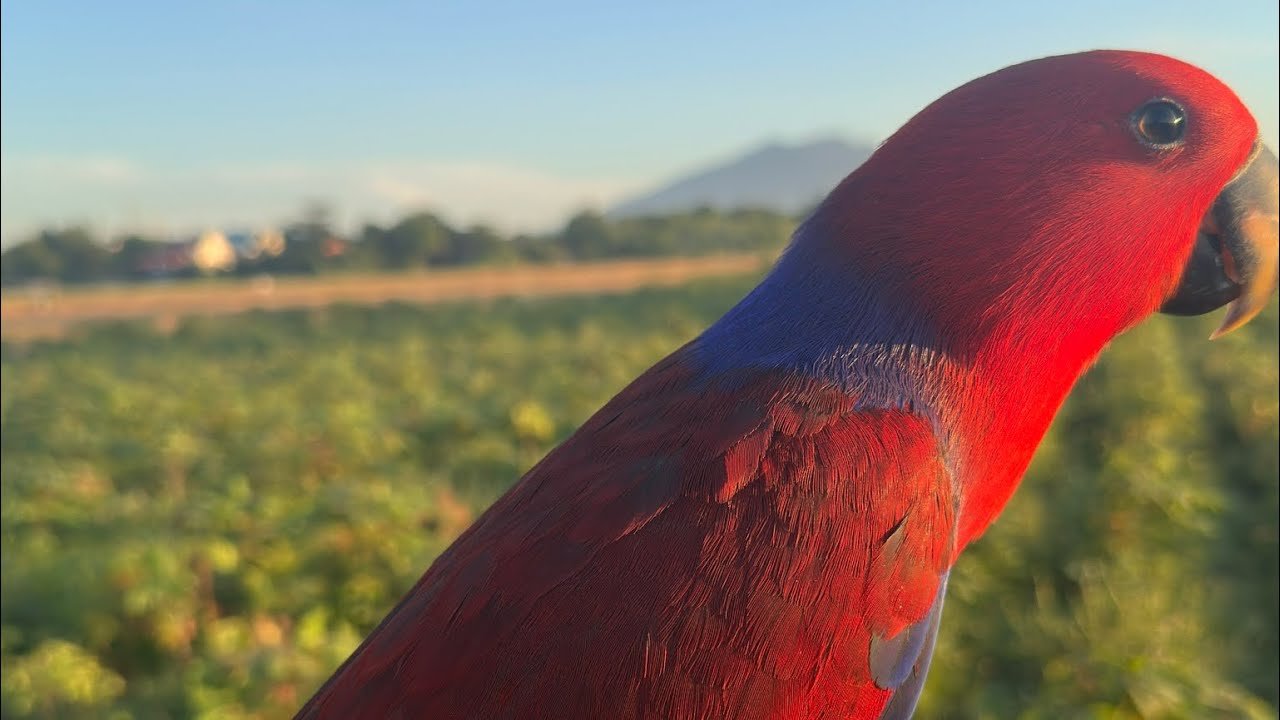 Eclectus Parrot Freeflight! Freefly parrot Eclectus