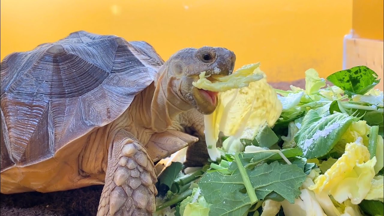 無限に眺められるリクガメのご飯シーン