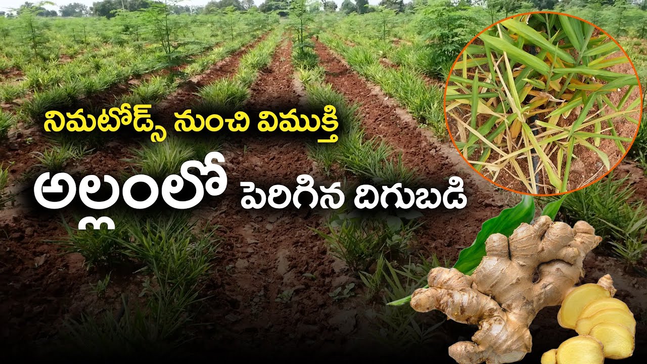 E426 | నిమటోడ్స్‌కి ఉత్తమ పరిష్కారం! |#gramabazaar |94912 78836, 833 1800 100