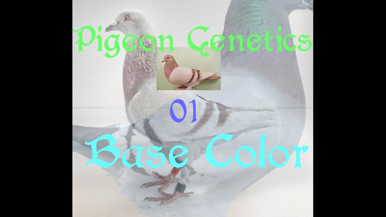 Pigeon Genetics [01] Base Colors