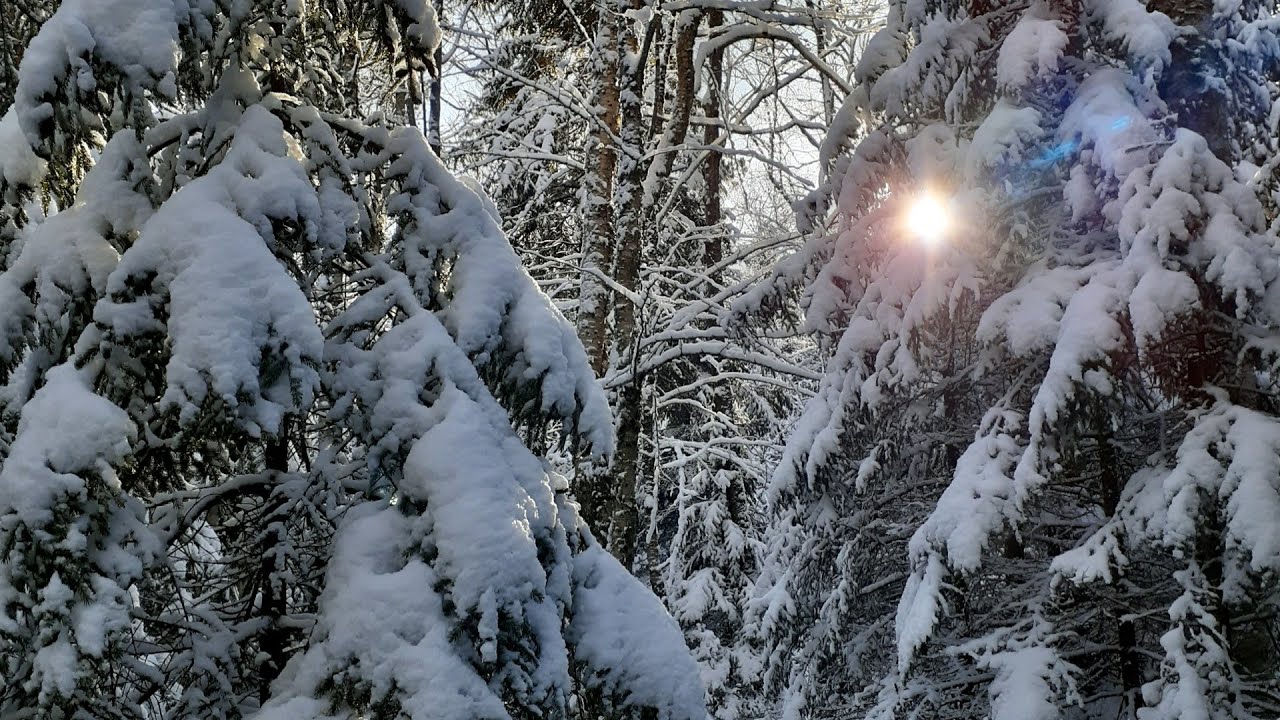 Beautiful Memories of Wonderful Woodland Winter Walks December 2025 into January 2026