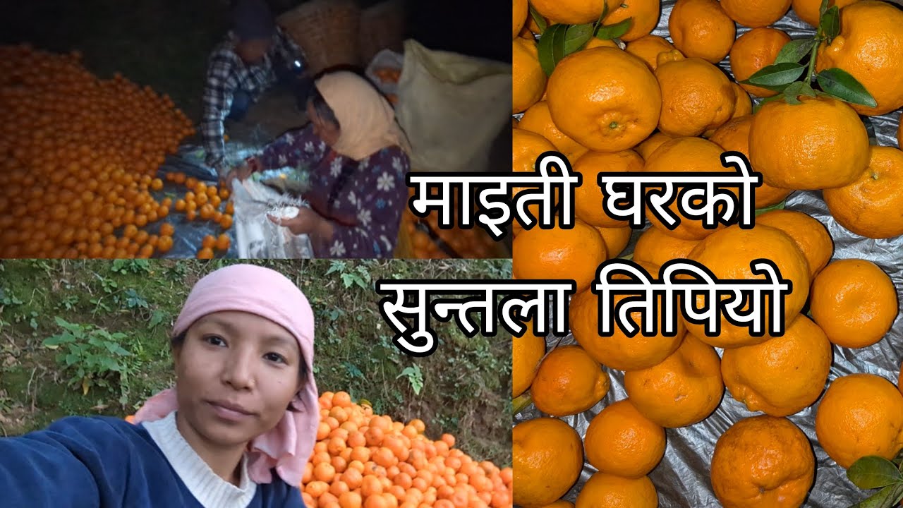 suntala  tipdai ... Orange harvesting