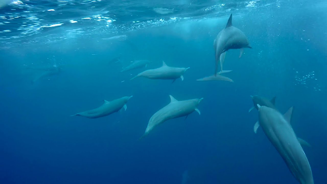 Spinner Dolphin Mega Pod Offshore Osa Marine Hot Spot Costa Rica