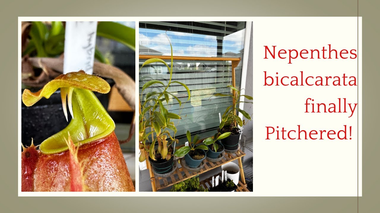 Nepenthes bicalcarata Finally Pitchered and other Outdoor Carnivorous Plants!