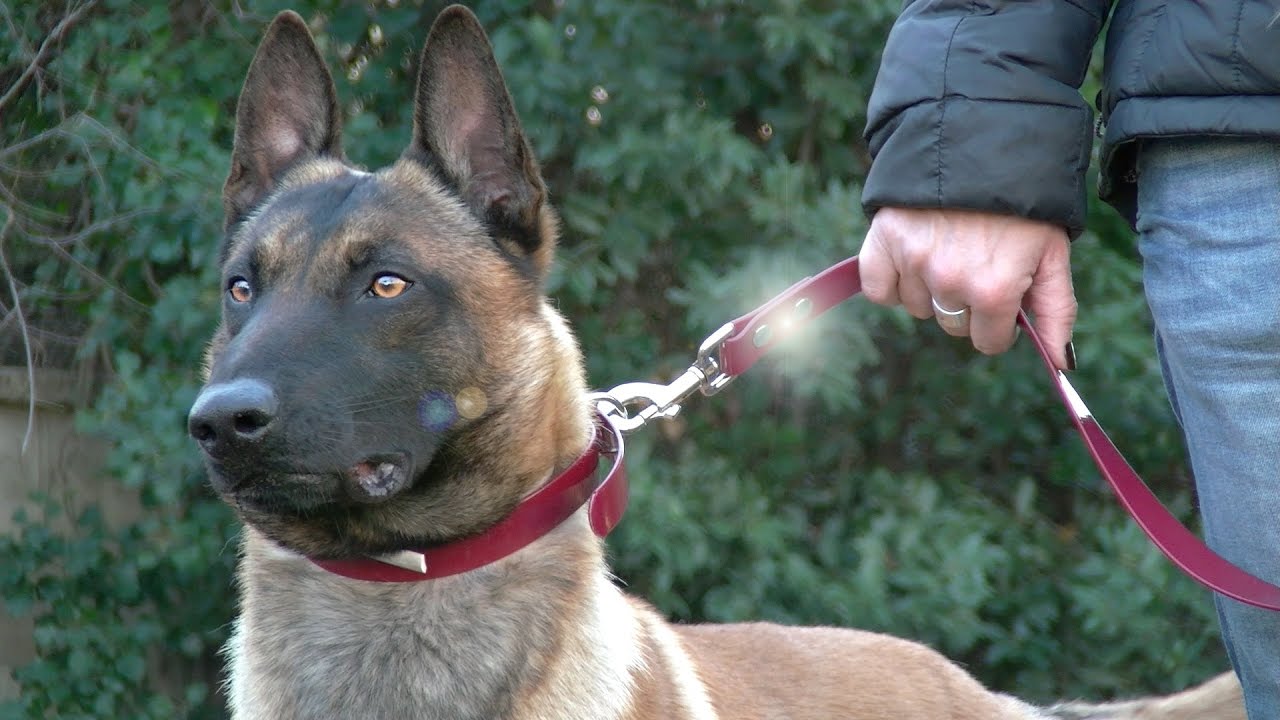 LE BERGER MALINOIS DANS L' EDUCATION CANINE