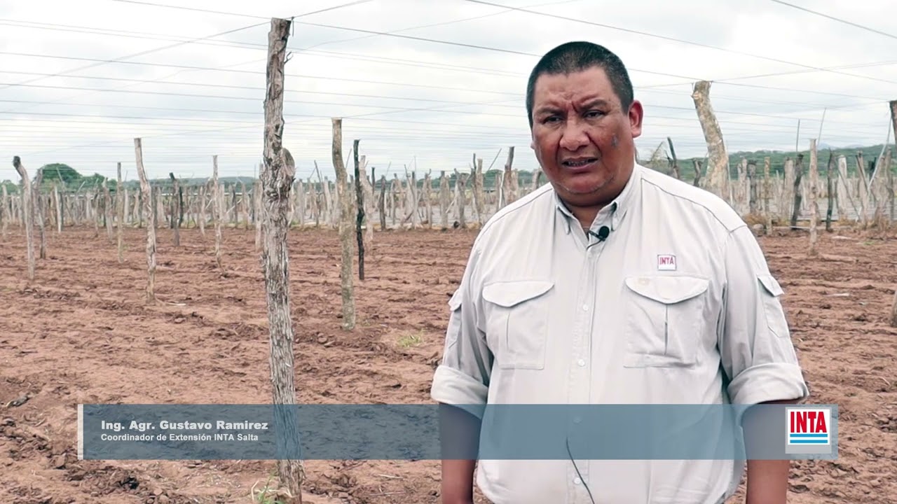 Solarización: Un sistema de desinfección del suelo sin uso de agroquímicos
