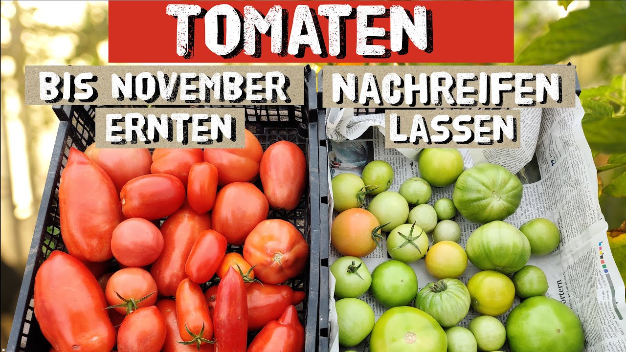 Tomaten lange ernten + Tomaten nachreifen lassen - Im Oktober und November eigene Tomaten ernten.