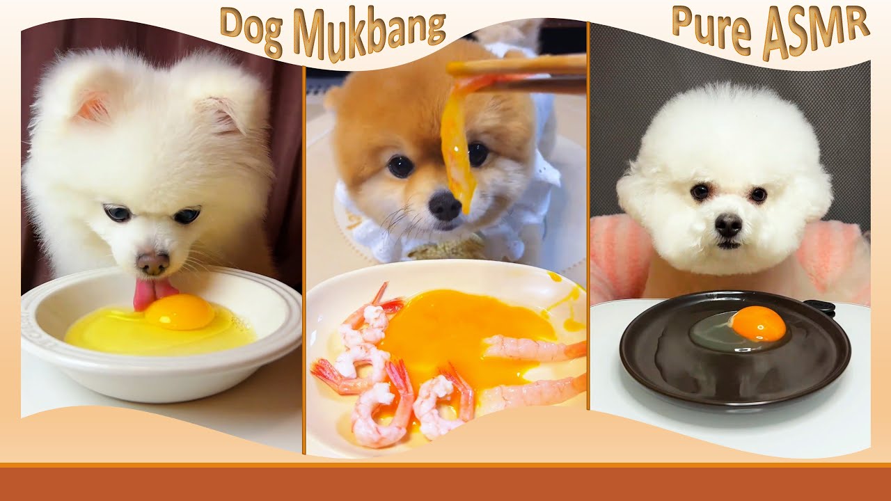 Who Loves Egg Yolk Most? 🥚🐾 | 4 Minutes of Cute, Calming Dog ASMR #CuteDogs #DogMukbang