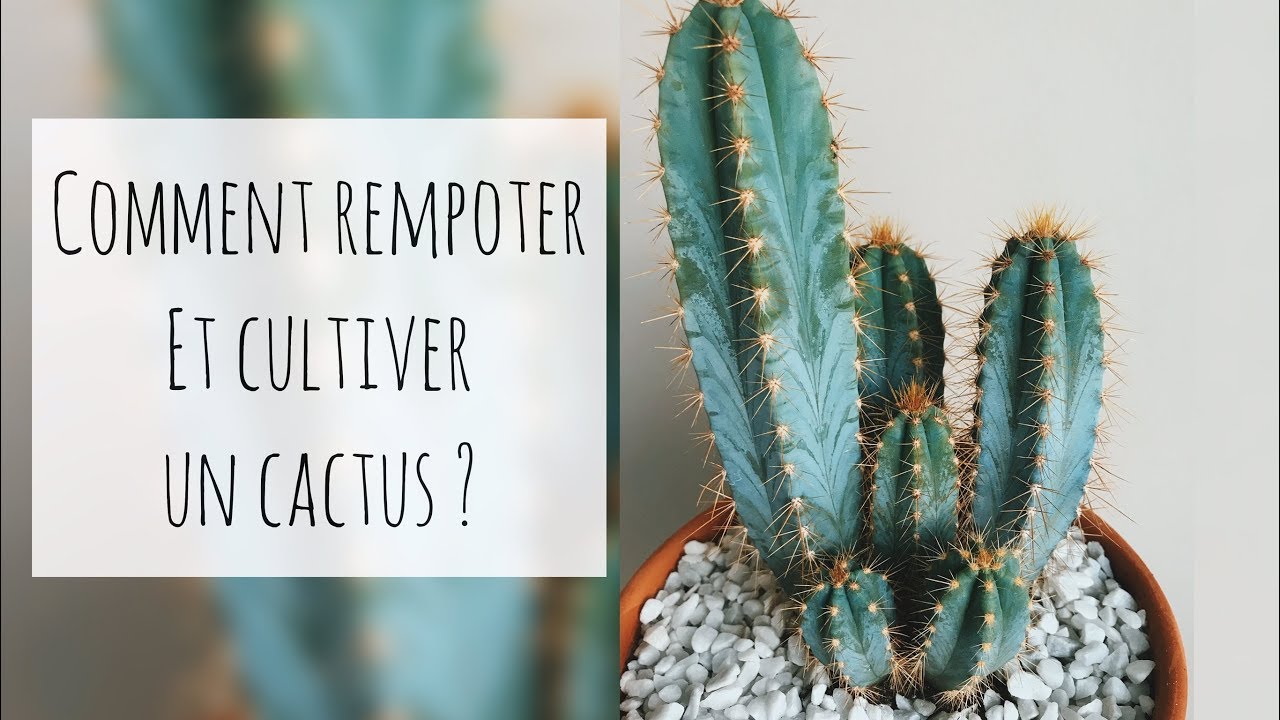 COMMENT REMPOTER UN CACTUS ? Tout savoir de A-Z