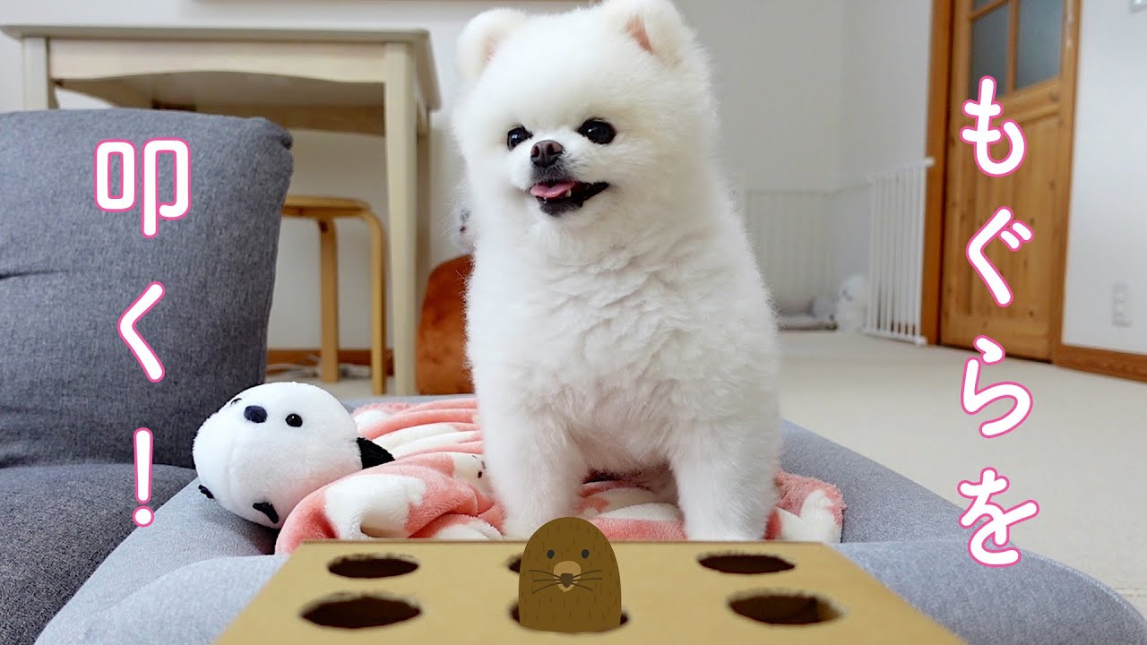 もぐらたたきで遊ぶポメラニアンが可愛い