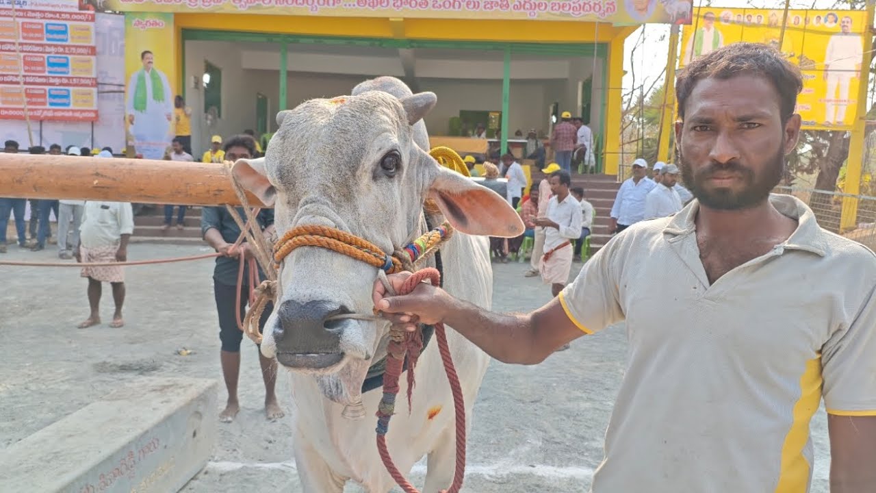 మహానంది 6పళ్ళు  విభాగంలో 14వ జత
