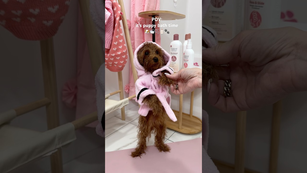it&rsquo;s puppy bath time! #puppy #shorts #asmr #pink #poodle #asmrsounds
