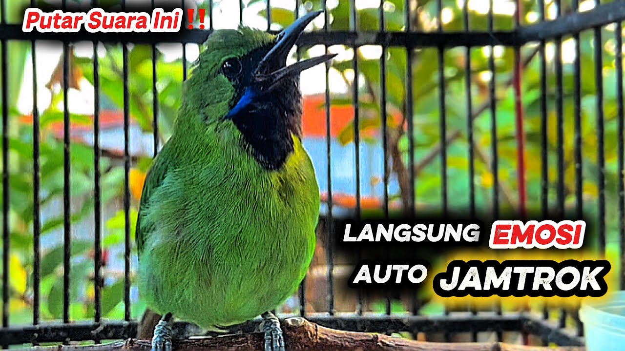 Tembakan keras cucak ijo mini gacor bagus buat pancingan jomin bahan agar emosi