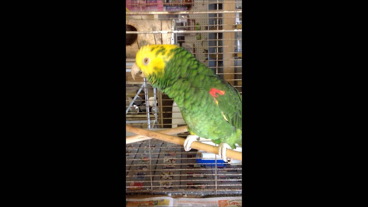 Yellow head amazon parrot talking