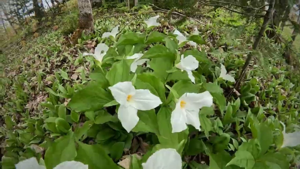 Memorial Day Weekend NCT Hike along the Sturgeon River