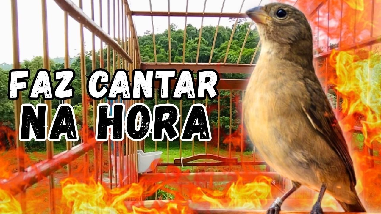 Melhor Piado de fêmea de papa capim para Foguear e Levantar Papa capim Piado de fêmea de papa-capim