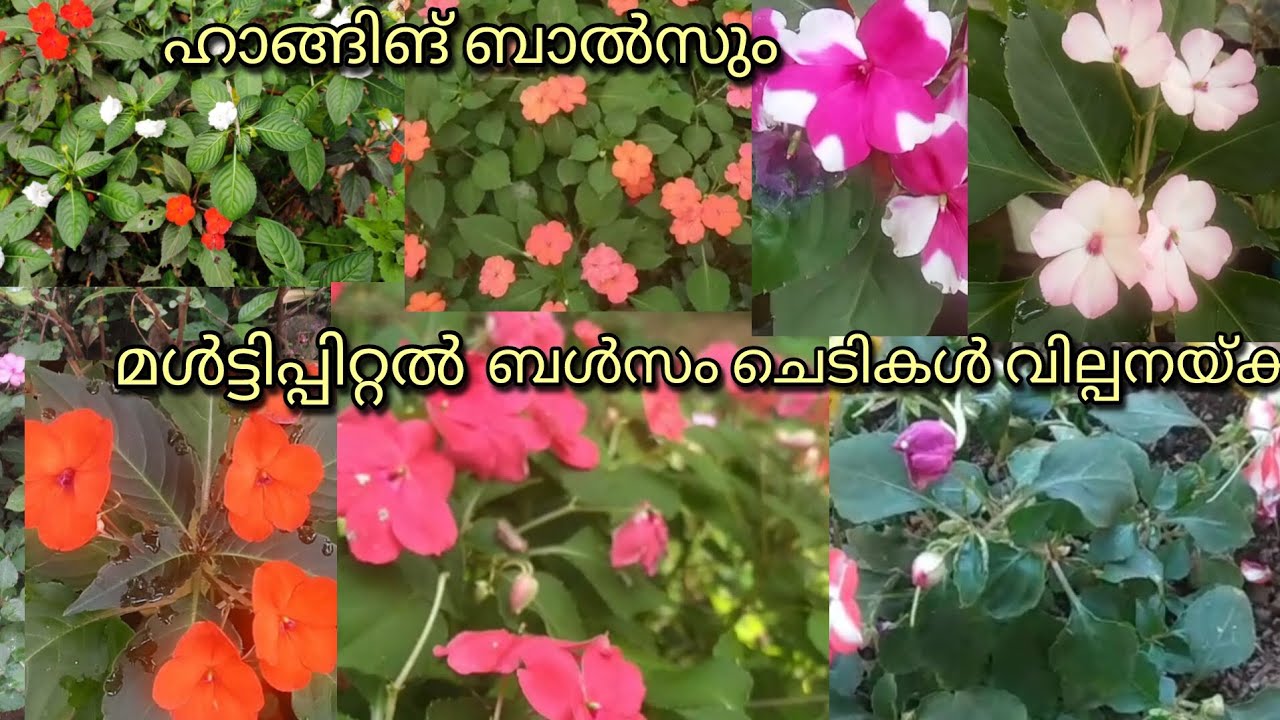 ബ ൾസം കട്ടിങ് വില്പനയ്ക്ക് മൾട്ടിപറ്റൽ സാധാ ഹാങ്ങിങ് ബോൾസo വില്പനയ്ക്ക്🌱🌹