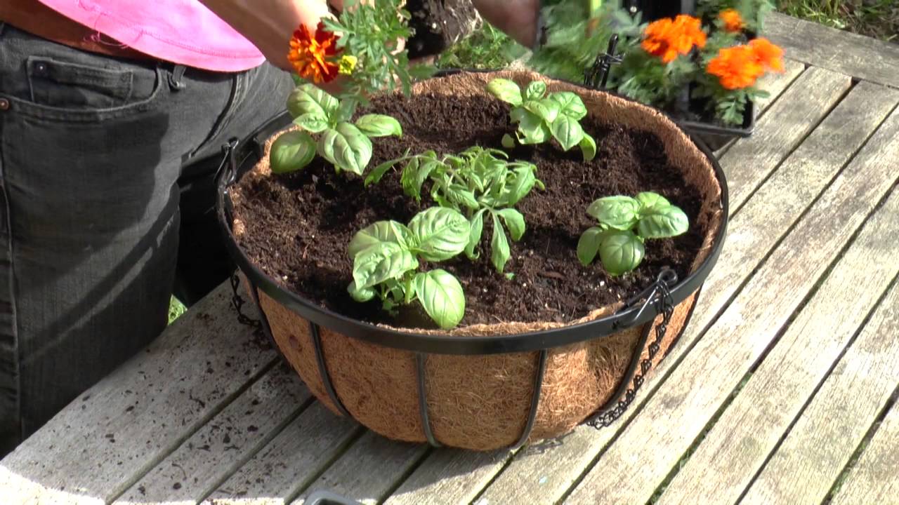 How To: Grow tomatoes in hanging baskets