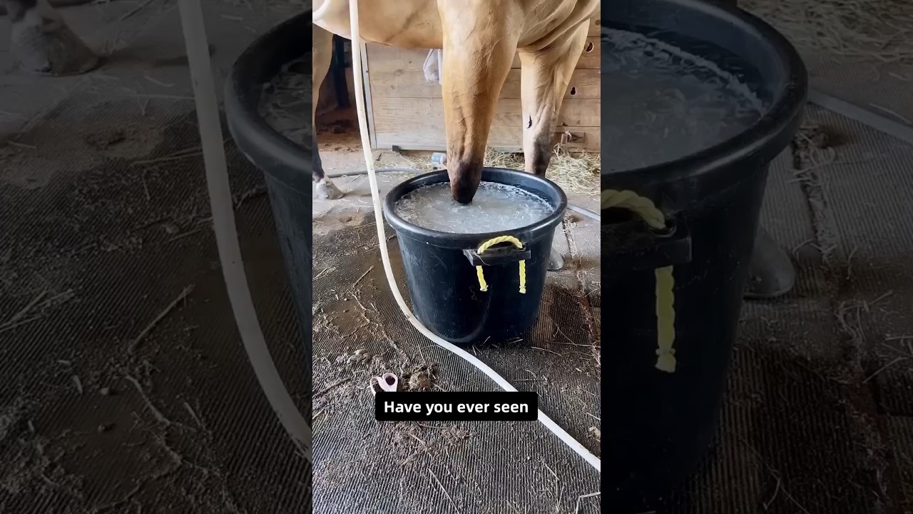 Почему лошадям делают ледяные ванны после тренировок!