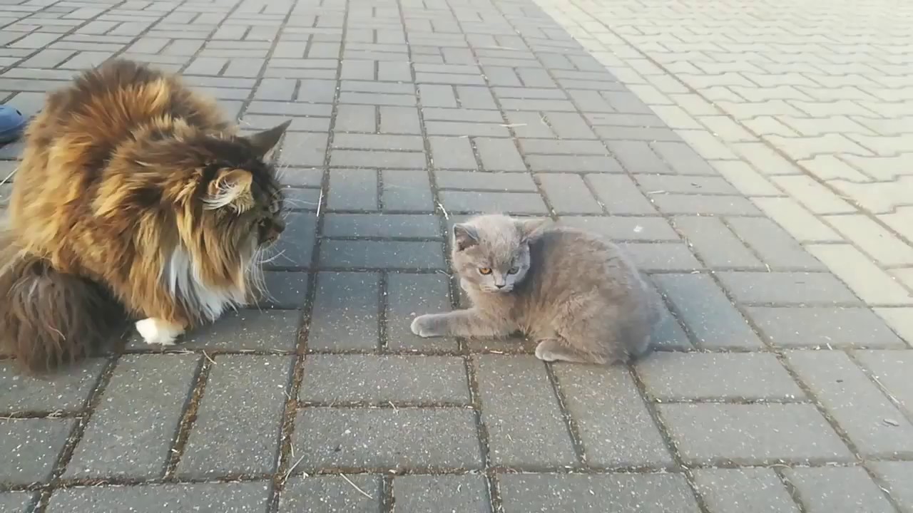 Kot Maine Coon i brytyjski niebieski oraz buldog francuski