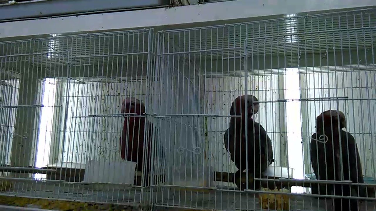 Sharjah Birds Market. Birds Shop UAE