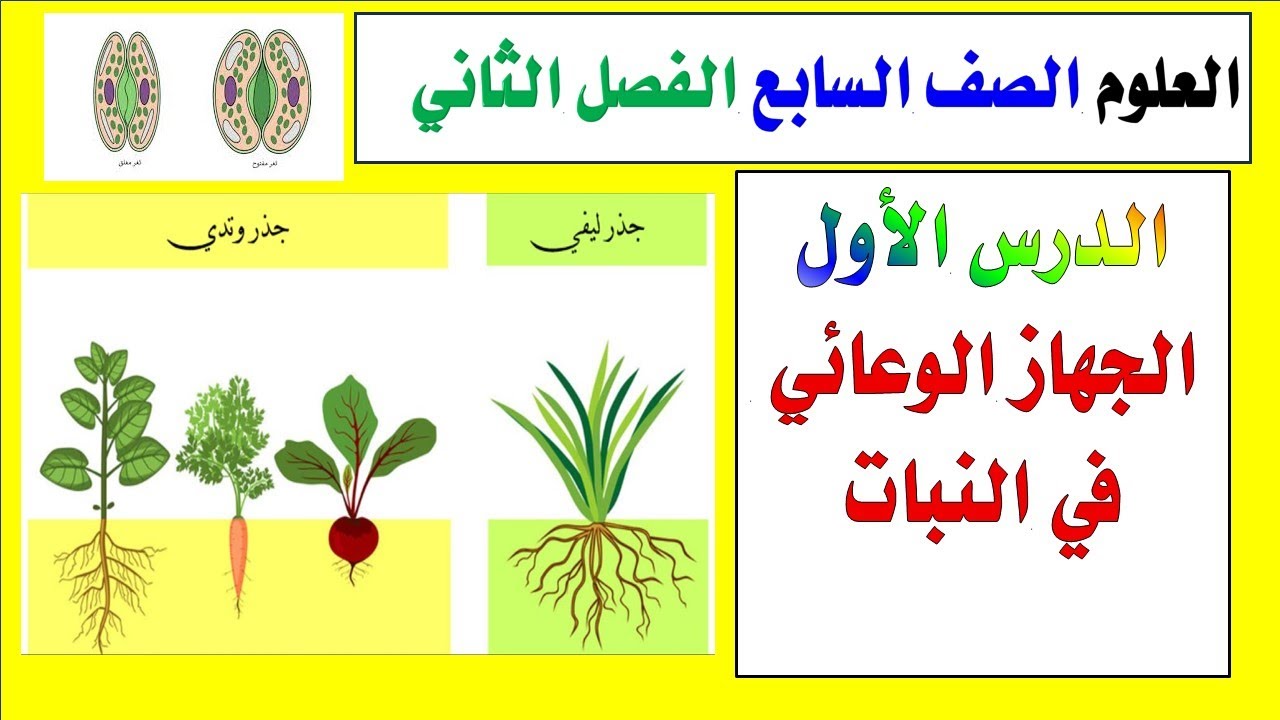 الدرس الثاني ( الجهاز الوعائي  ) الثغور النتح اوعية الخشب اللحاء العلوم الصف السابع الفصل الثاني