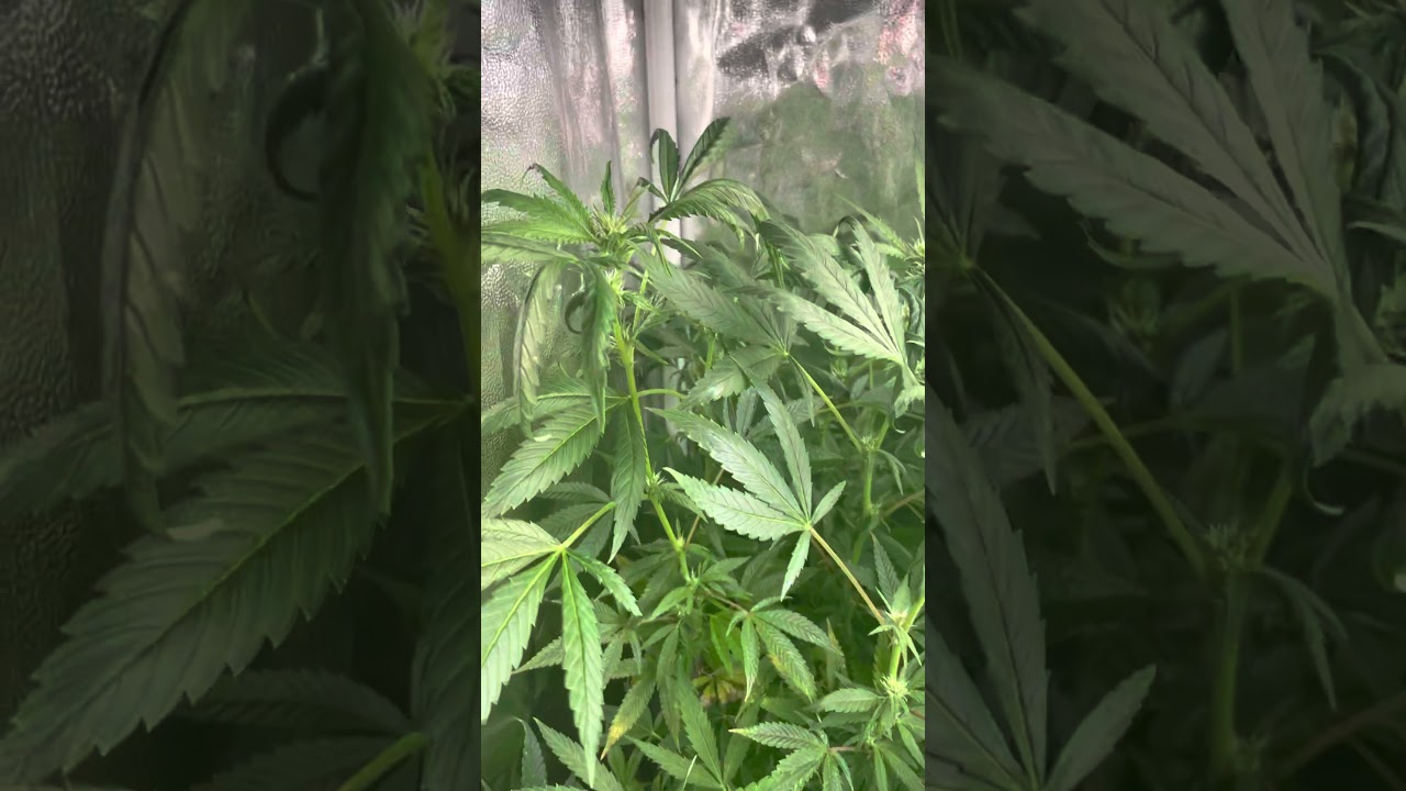 Mars Hydro Grow Journal Tsw2000 #marshydrosp6500