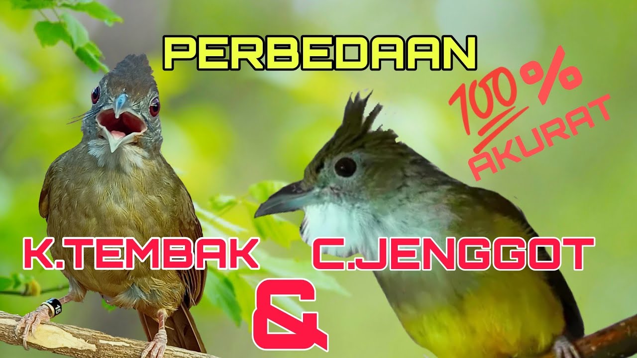 🟤Ciri-ciri cucak jenggot dan kapas tembak. 100% akurat