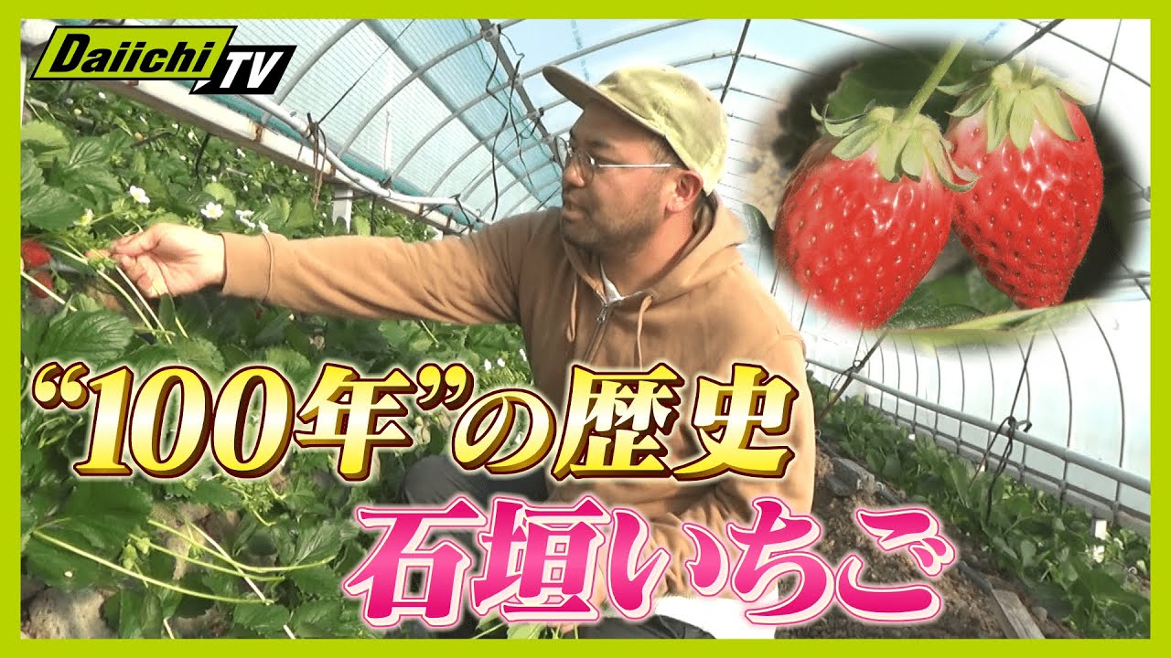【密着】美味しい秘密は斜面に！？真っ赤に実った“石垣いちご”農園を継いだ男性の思いとは【every.しずおか特集】