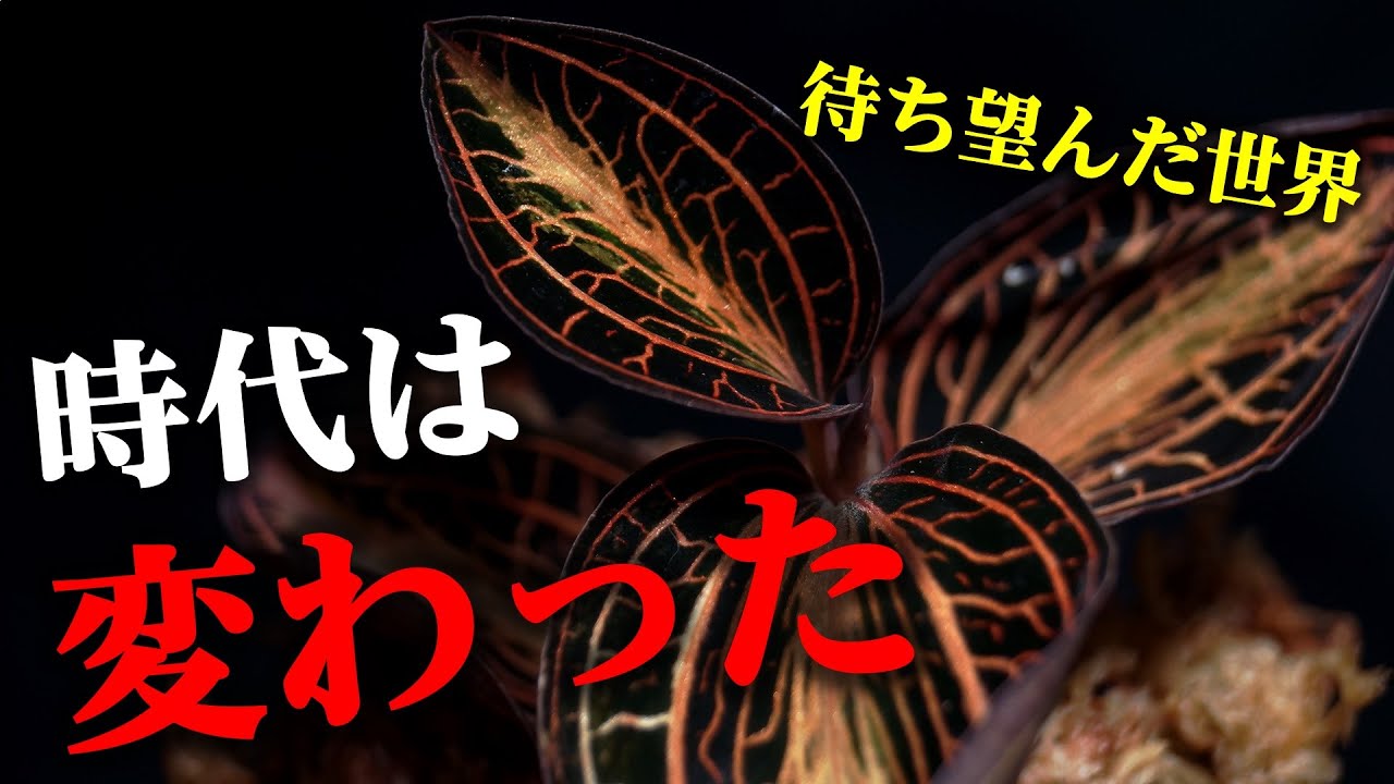 この素晴らしい観葉植物が手に入る奇跡【ジュエルオーキッド】