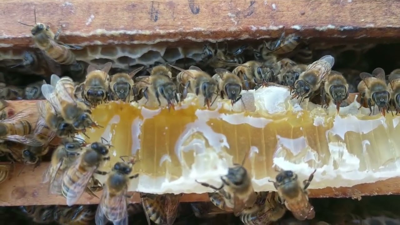 2026 Raw Honey CSA