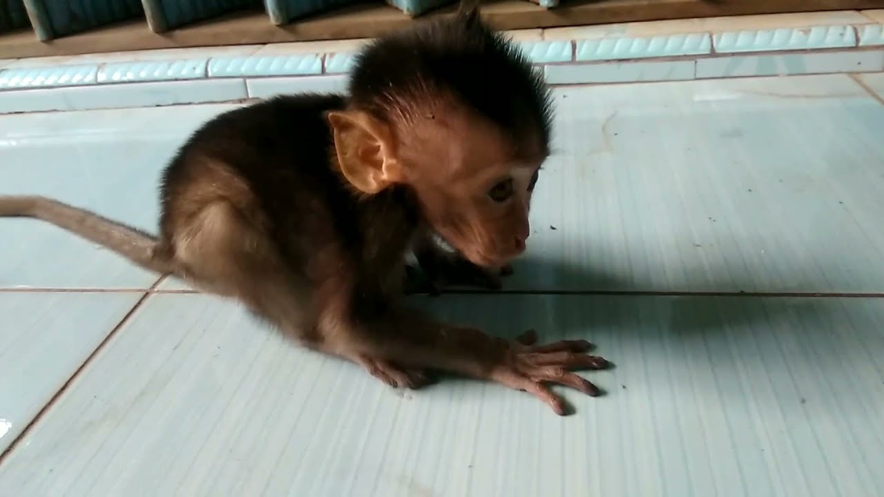 baby monkey/bayi monpai ngambek. habis mandi ga mau diajak berjemur